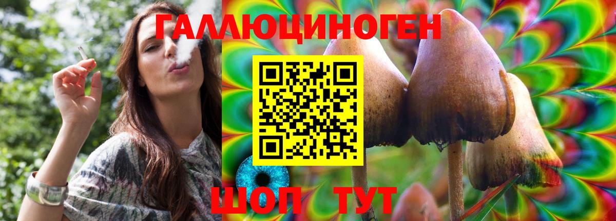 Псилоцибиновые грибы Psilocybe Ачхой-Мартан